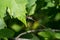 Swamp Spreadwing - Lestes vigilax