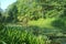 Swamp in the summer with water lilies