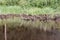 The Swamp in the summertime forest. Scary natural forest landscape. Snags and stumps reflections in the rough water surface