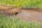 The Swamp in the summertime forest. Scary natural forest landscape. Snags and stumps reflections in the rough water surface