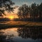 a swamp on the sunset landscape.