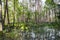 Swamp surrounded by forest. Swampy land and wetland, marsh, bog