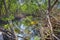 Swamp Surrounded And Shaded By Mangroves