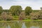 Swamp surrounded by trees