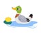 Swamp with Swimming Duck or Mallard as Waterfowl Vector Illustration