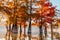 Swamp Taxodium trees with red needles and reflection on water. Autumn in lake