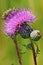 Swamp Thistle   605305