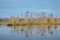 Swamp tree island reflected in the lake, cenas tirelis, latvia