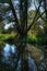 Swamp tree in reflection