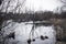 Swamp with trees reflected in water, gloomy view