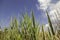 Swamp vegetation and blue sky, Sardegna