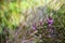 swamp vegetation close up with grass bents and foliage