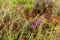 swamp vegetation close up with grass bents and foliage