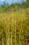 swamp vegetation close up with grass bents and foliage