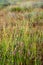 swamp vegetation close up with grass bents and foliage