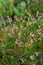 swamp vegetation close up with grass bents and foliage