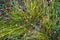 swamp vegetation close up with grass bents and foliage