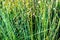 swamp vegetation close up with grass bents and foliage