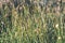 swamp vegetation close up with grass bents and foliage - vintage retro film look