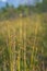 swamp vegetation close up with grass bents and foliage - vintage retro film look