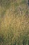 swamp vegetation close up with grass bents and foliage - vintage retro film look