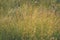 swamp vegetation close up with grass bents and foliage - vintage retro film look