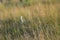 swamp vegetation close up with grass bents and foliage - vintage retro film look