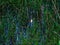 Swamp Vegetation and Moon Reflection