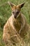 Swamp wallaby