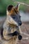 Swamp Wallaby