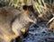 Swamp wallaby