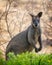 Swamp wallaby