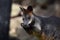 Swamp Wallaby in Tree Shadow Eating Branch Portrait