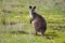 Swamp Wallaby in Victoria, Australia