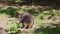 Swamp Wallaby, Wallabia bicolor, is one of the smaller kangaroos