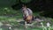 Swamp Wallaby, Wallabia bicolor, is one of the smaller kangaroos