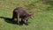 Swamp Wallaby, Wallabia bicolor, is one of the smaller kangaroos