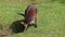 Swamp Wallaby, Wallabia bicolor, is one of the smaller kangaroos