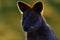 Swamp wallaby, Wallabia bicolor, is a small macropod marsupial of eastern Australia, this kangaroo is also commonly known as the