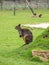 Swamp wallaby, Wallabia bicolor. Zoo animals