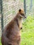 Swamp wallaby, Wallabia bicolor. Zoo animals