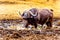 Swamp Water Buffalos standing in a pool of mud in Kruger National Park