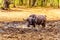 Swamp Water Buffalos standing in a pool of mud in Kruger National Park