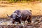 Swamp Water Buffalos standing in a pool of mud in Kruger National Park