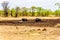 Swamp Water Buffalos standing in a pool of mud in Kruger National Park