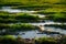 Swamp water among green grass