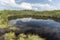 swamp water of Lovrenska lakes, Slovenia