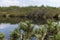 swamp water of Lovrenska lakes, Slovenia