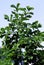 Swamp White Oak  51251