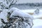 Swamp in winter, white winter landscape with snowy trees, thick snow covering tree branches and land